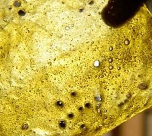 Rosebud Shatter